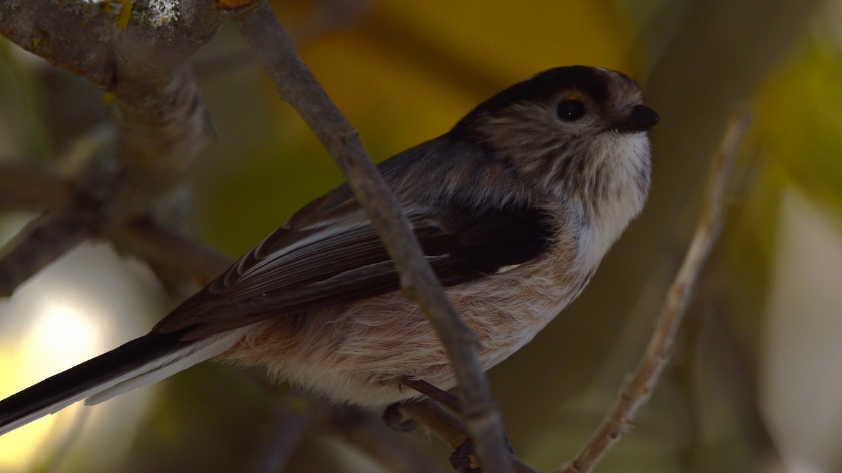 Long-tailed Tit - ML645175967