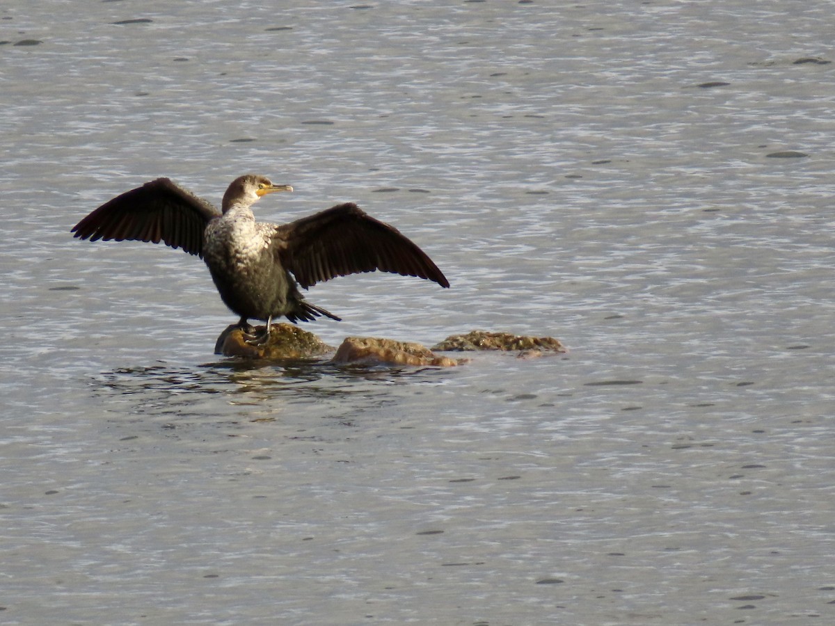 totoppskarv - ML645175977