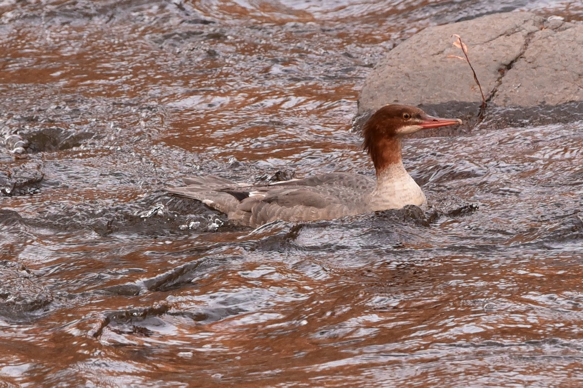 Common Merganser - ML645175980