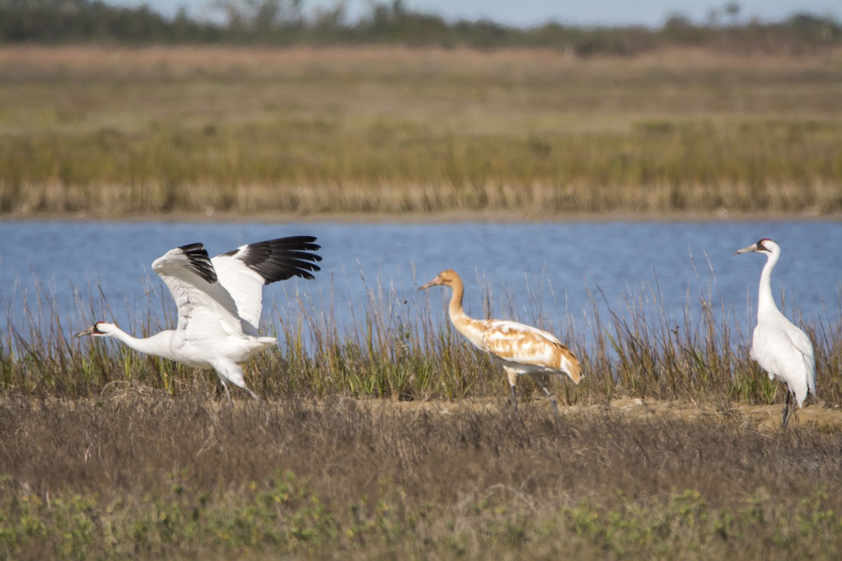 trompettrane - ML645176018