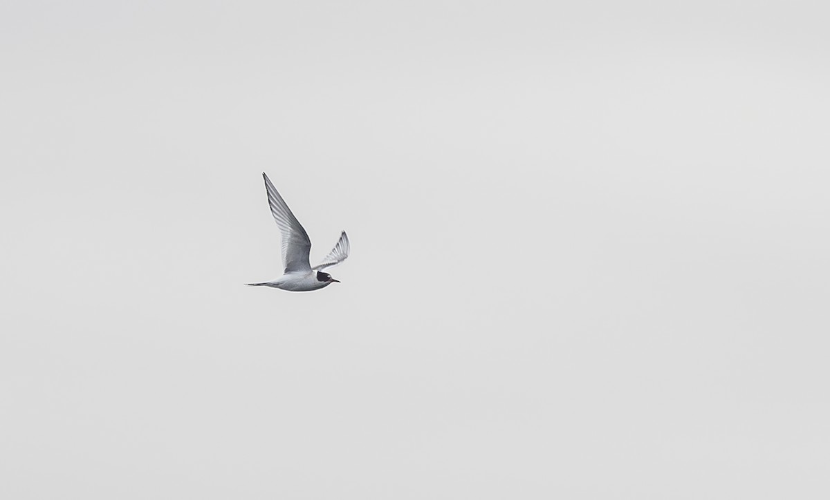 Arctic Tern - ML645176020