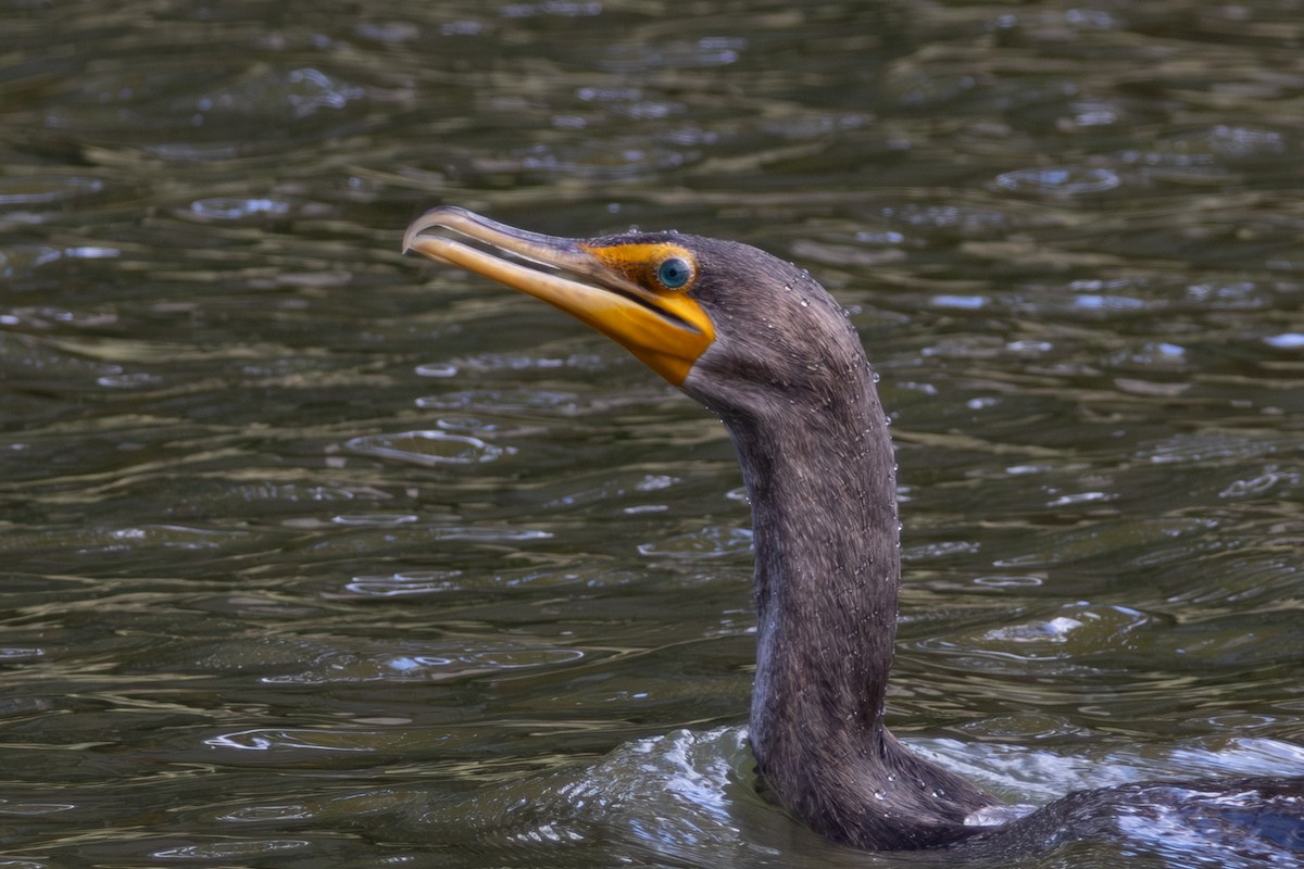 totoppskarv - ML645176024