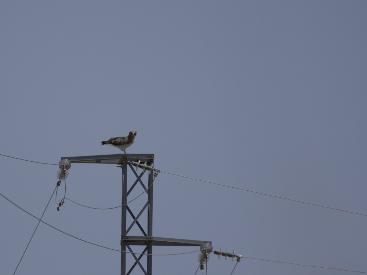 orlík krátkoprstý - ML645176028