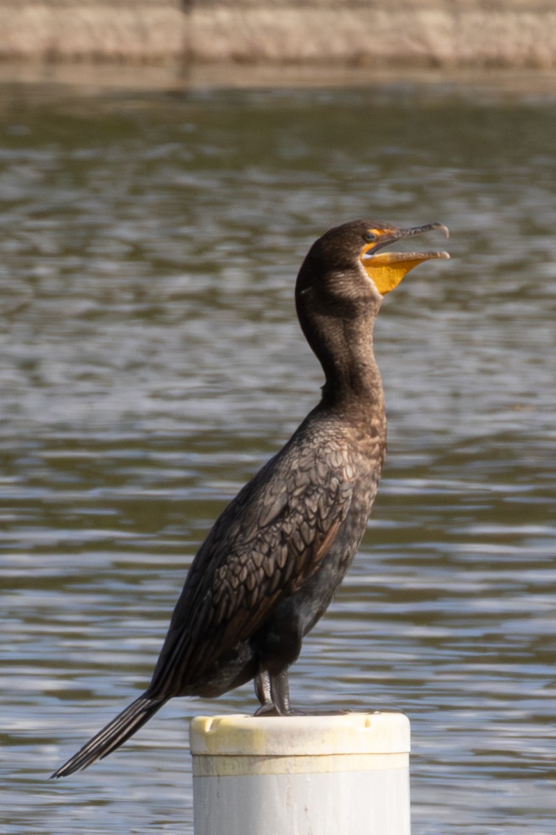 totoppskarv - ML645176029