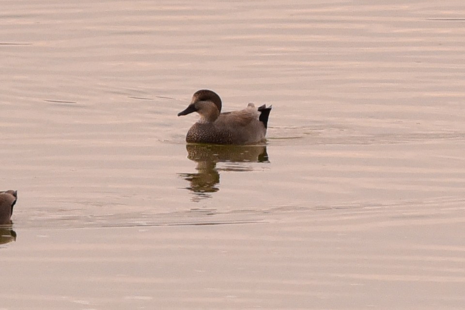 Ánade Friso - ML645176037