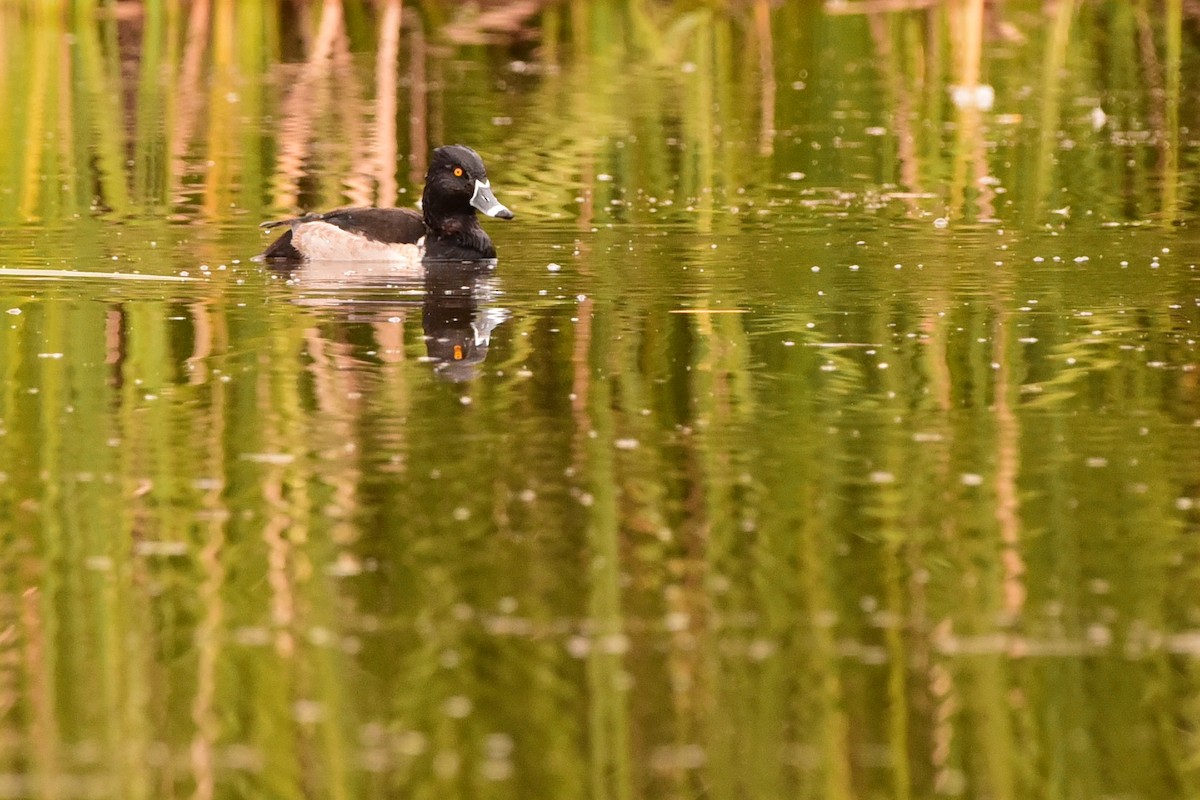 Ring-necked Duck - ML645176060