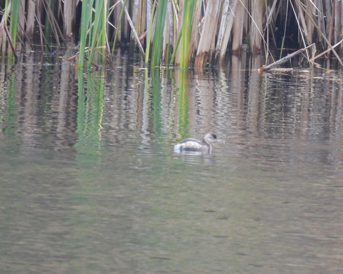 Little Grebe - ML645176061