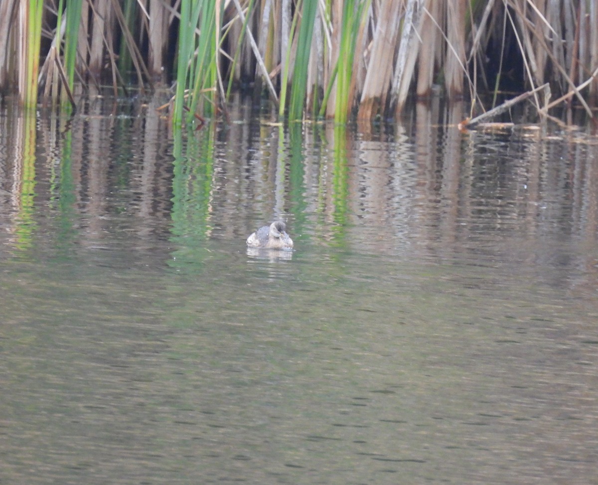 Little Grebe - ML645176062