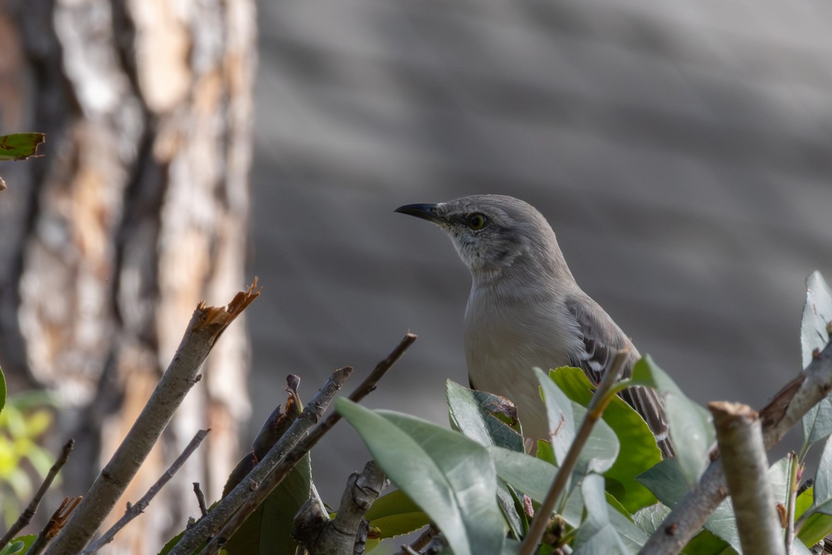 Пересмішник багатоголосий - ML645176070