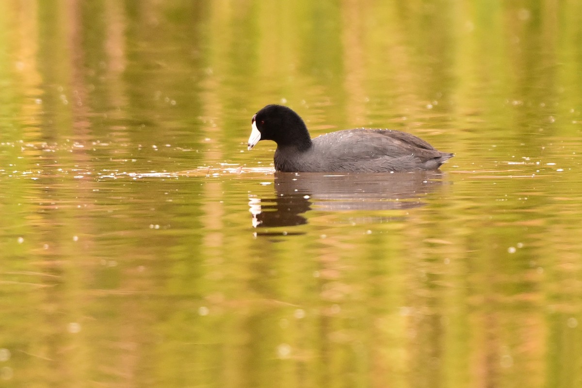 Лиска американська - ML645176071