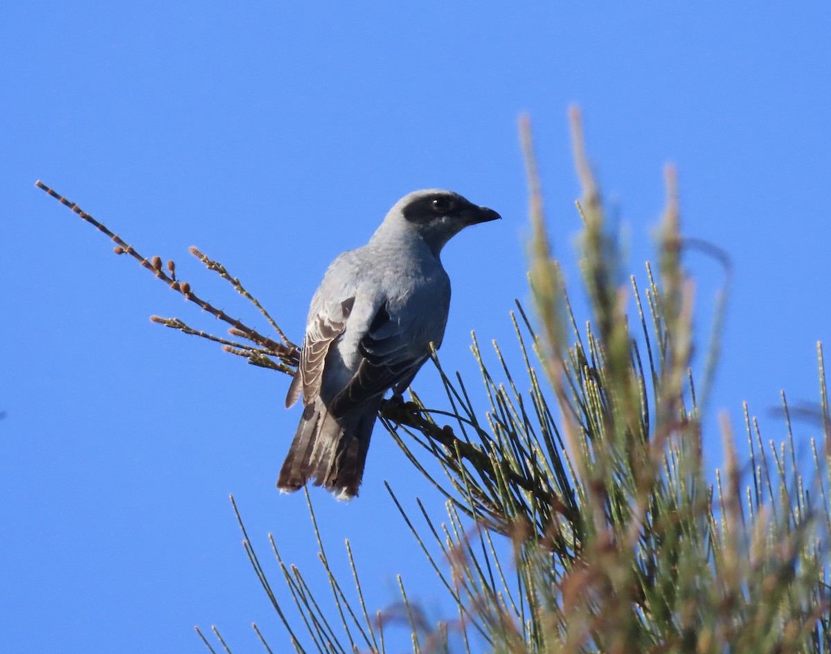 Black-faced Cuckooshrike - ML645176073