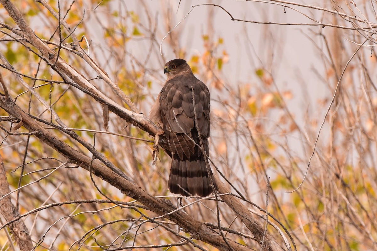 Cooper's Hawk - ML645176077