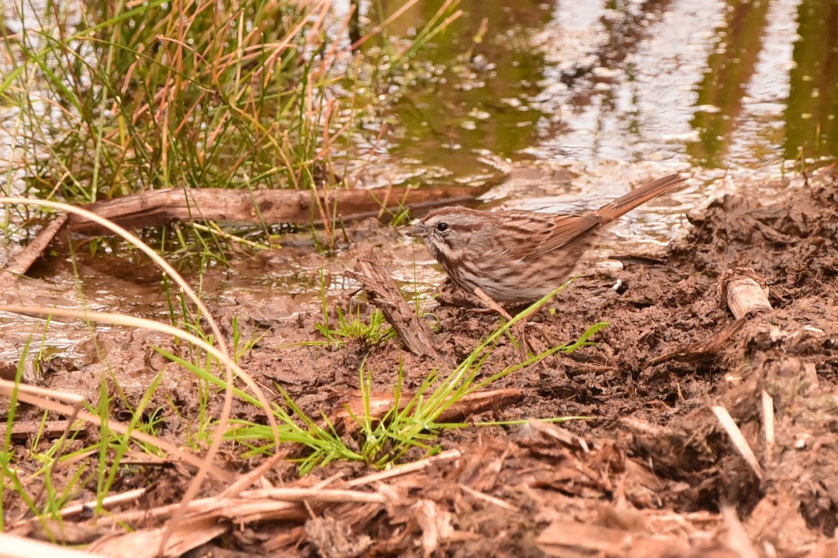 Song Sparrow - ML645176087