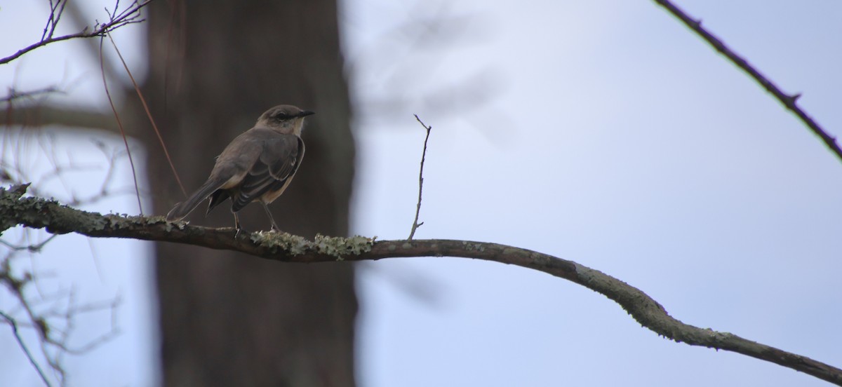 Пересмішник багатоголосий - ML645176129
