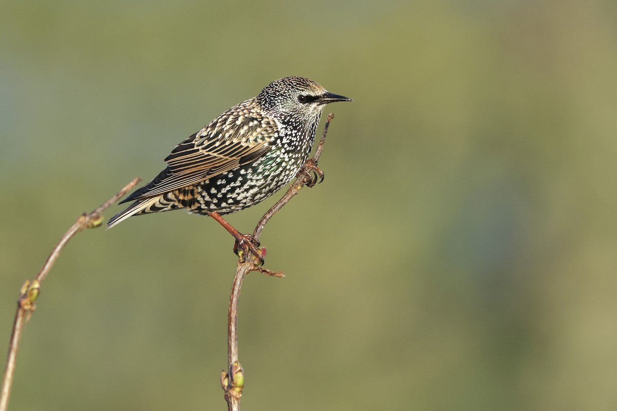 European Starling - ML645176130