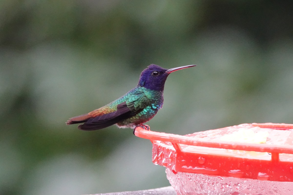 コガネオハチドリ - ML645176155