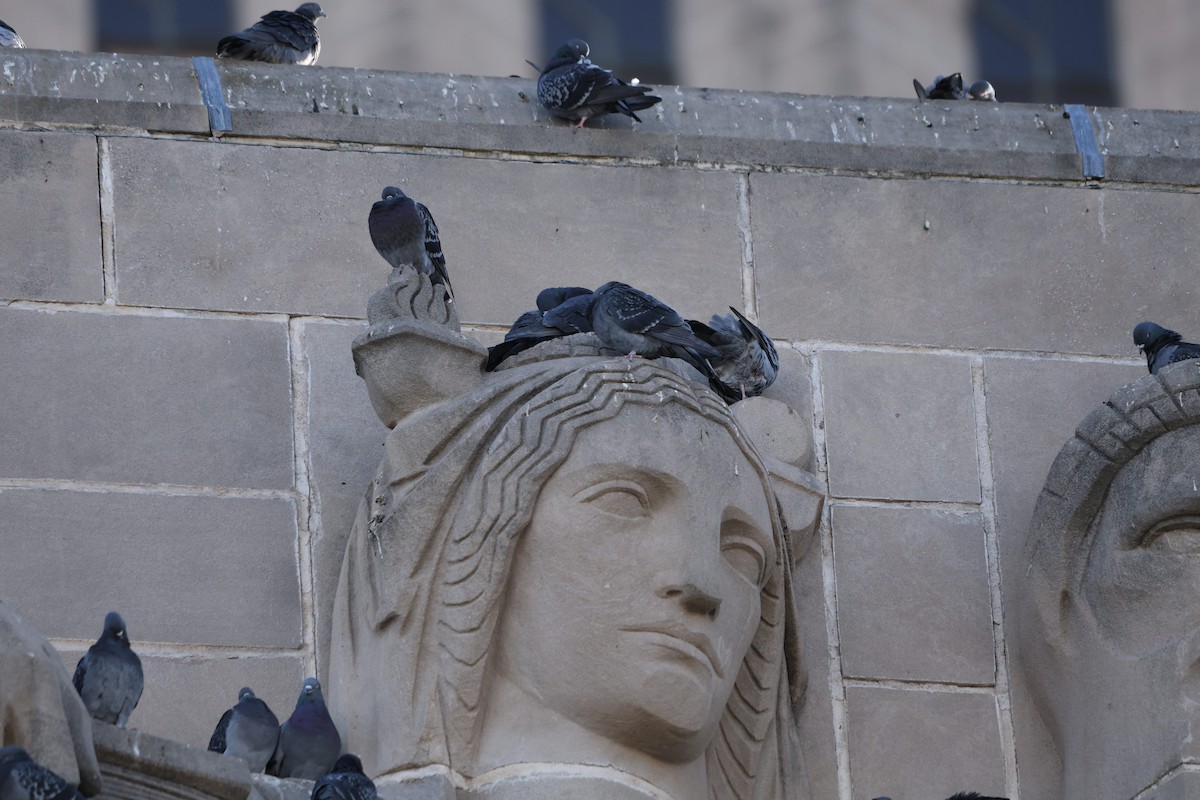 Rock Pigeon (Feral Pigeon) - ML645176157