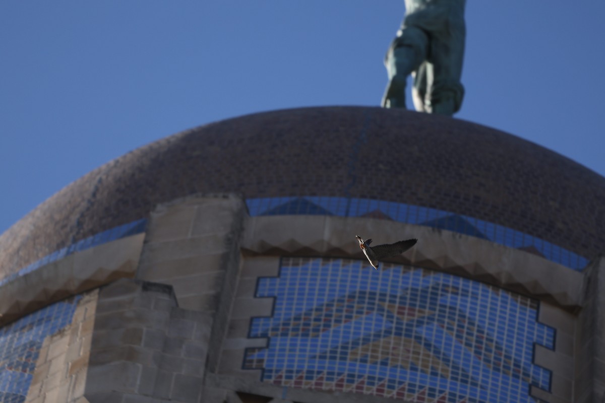 Peregrine Falcon - ML645176171