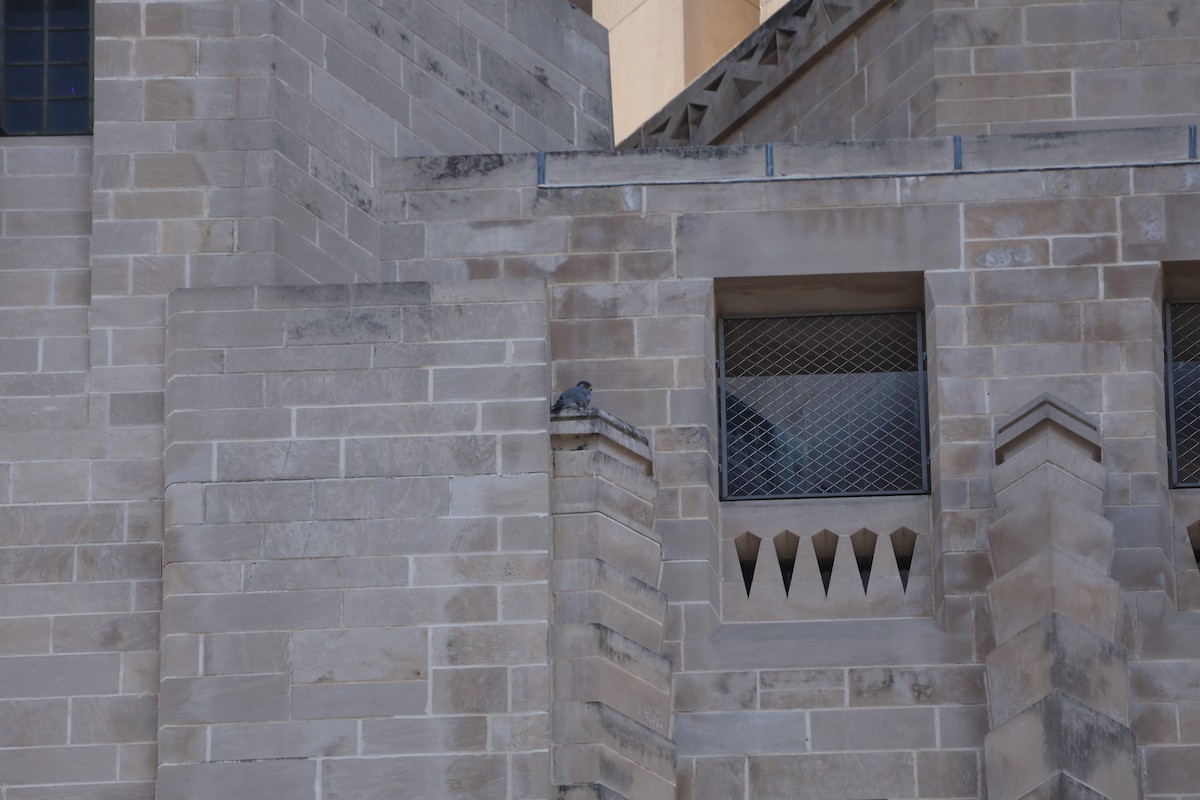 Peregrine Falcon - ML645176172