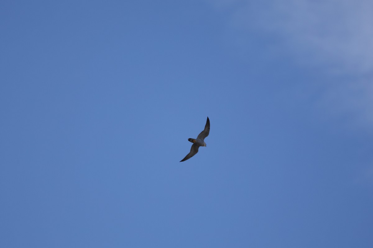 Peregrine Falcon - ML645176173