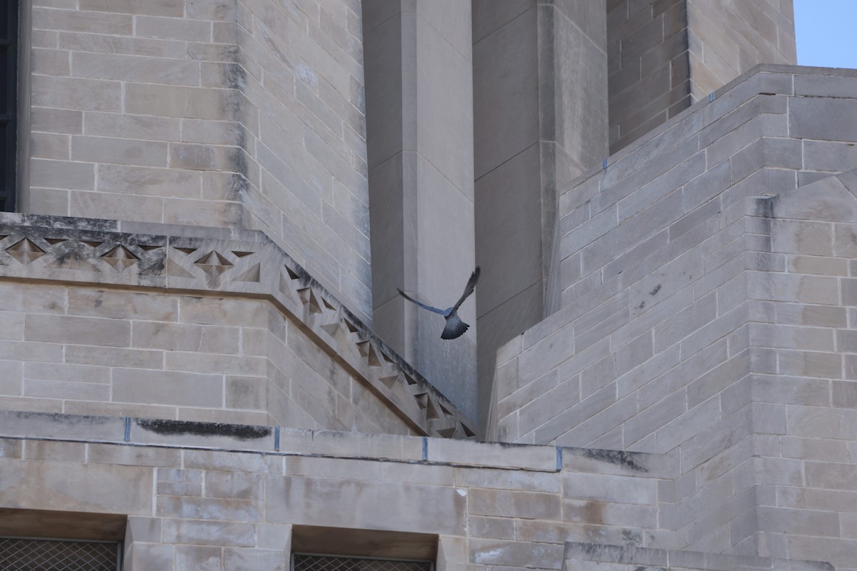 Peregrine Falcon - ML645176174