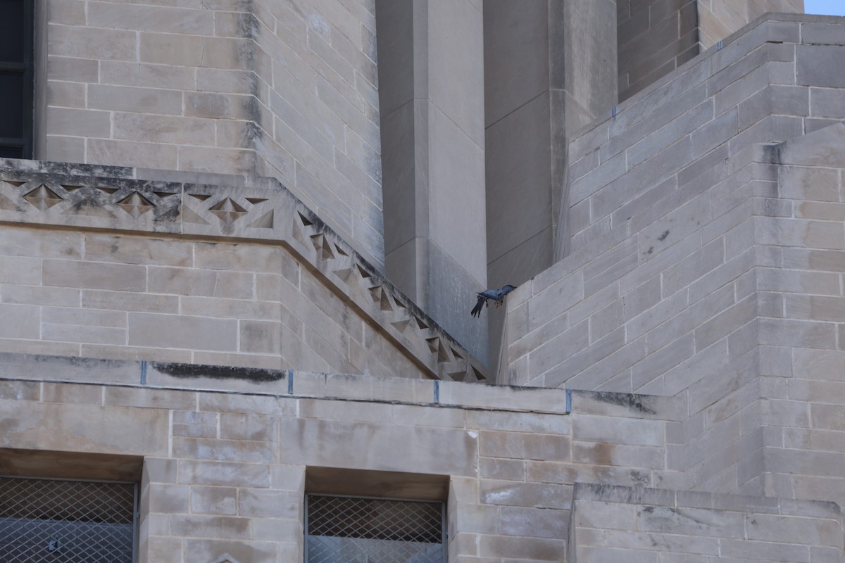 Peregrine Falcon - ML645176175