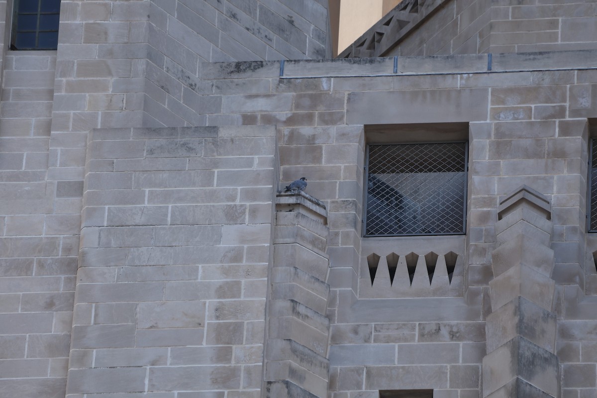 Peregrine Falcon - ML645176176