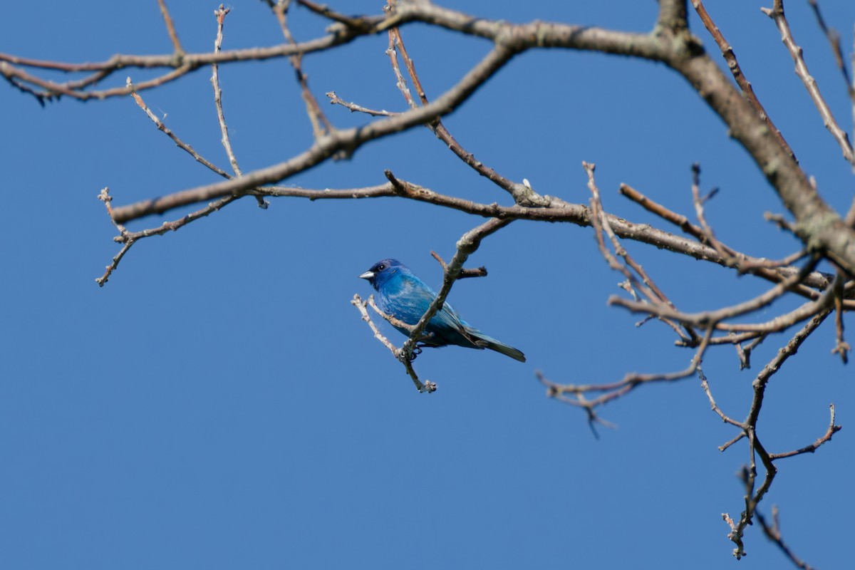Indigo Bunting - ML645176177