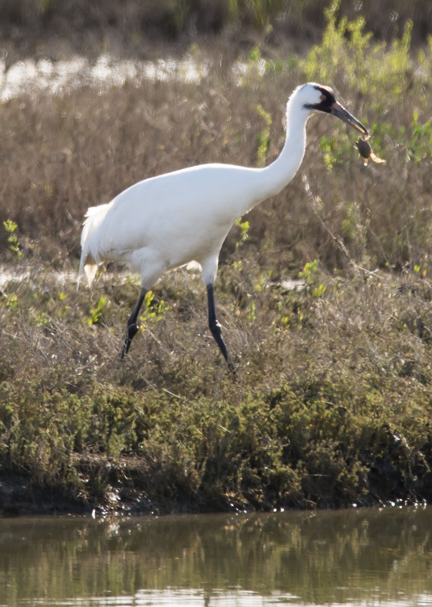 trompettrane - ML645176190