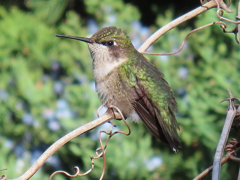 Колібрі рубіновогорлий - ML645176206