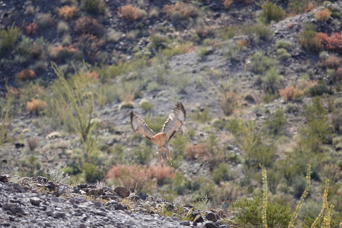 Red-tailed Hawk - ML645176215