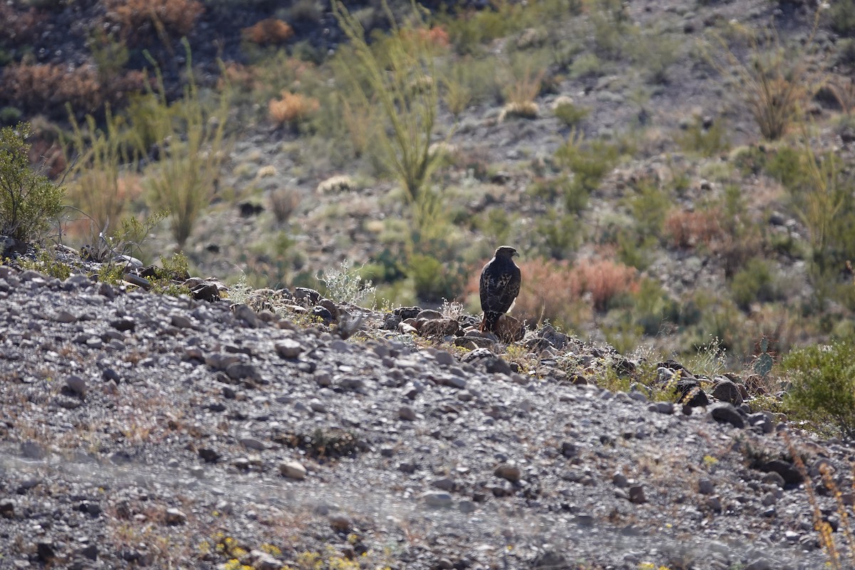 Red-tailed Hawk - ML645176217