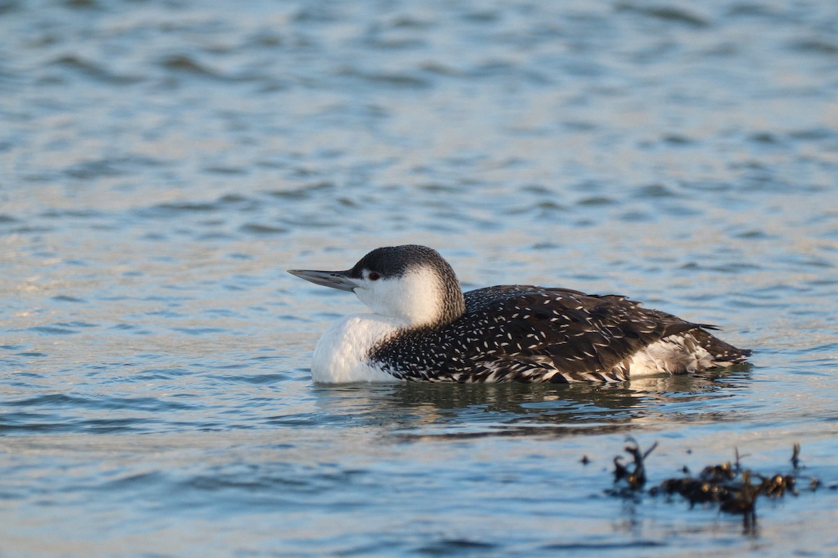 紅喉潛鳥 - ML645176220