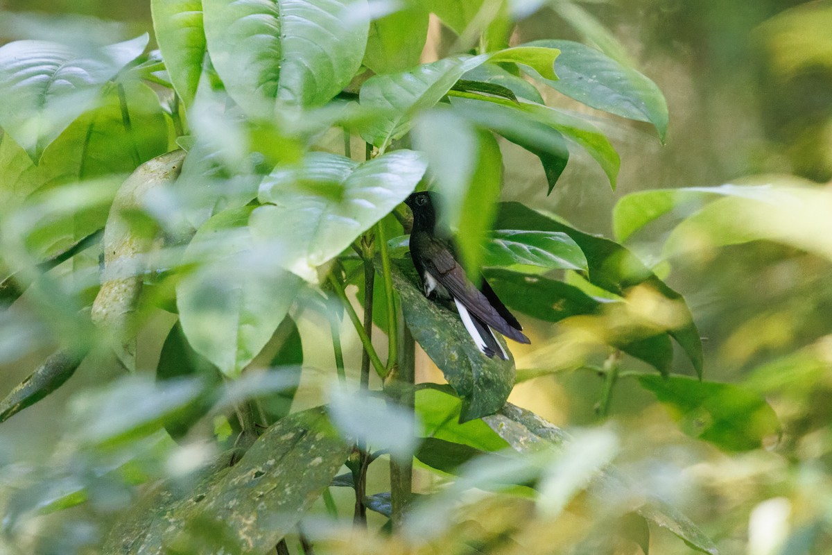 Black Jacobin - ML645176222