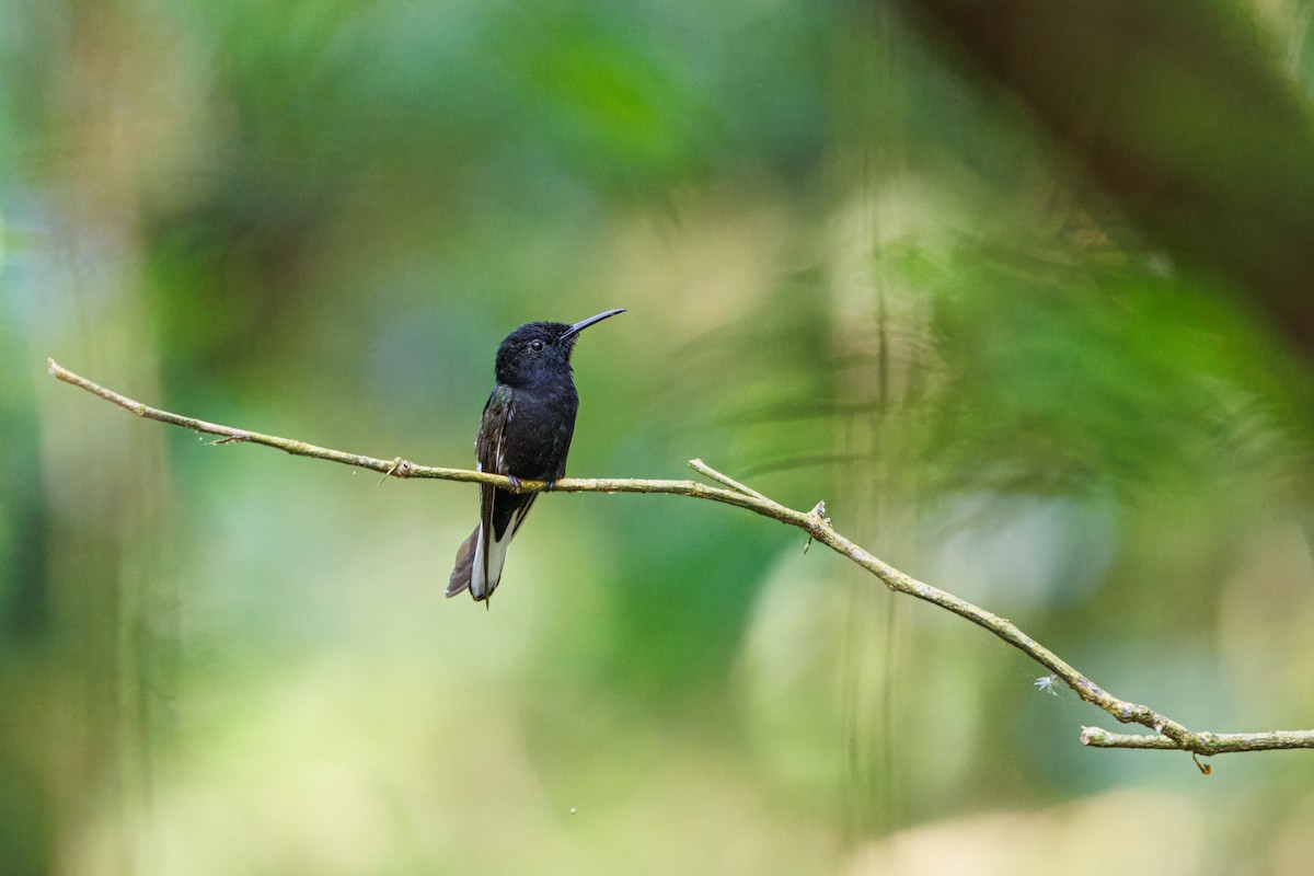 Black Jacobin - ML645176223