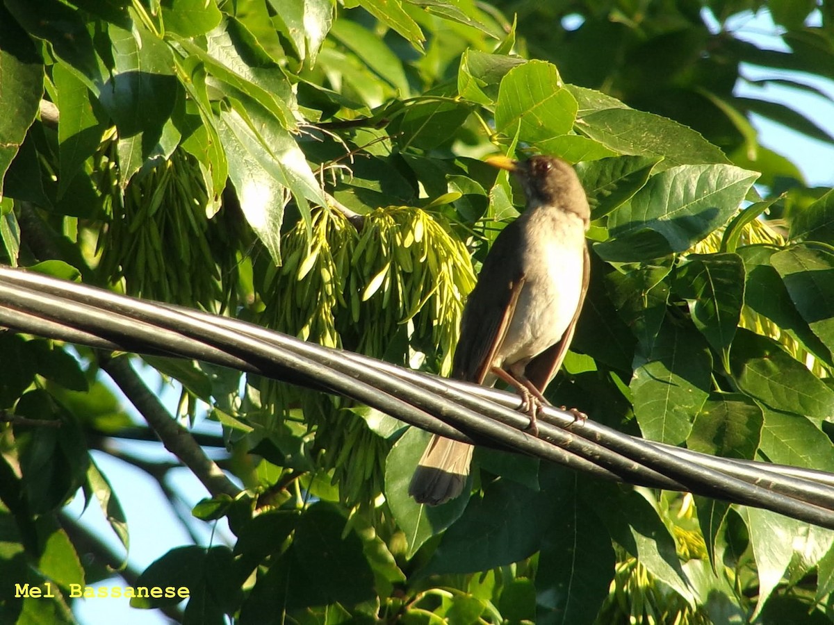 tøyletrost - ML645176225