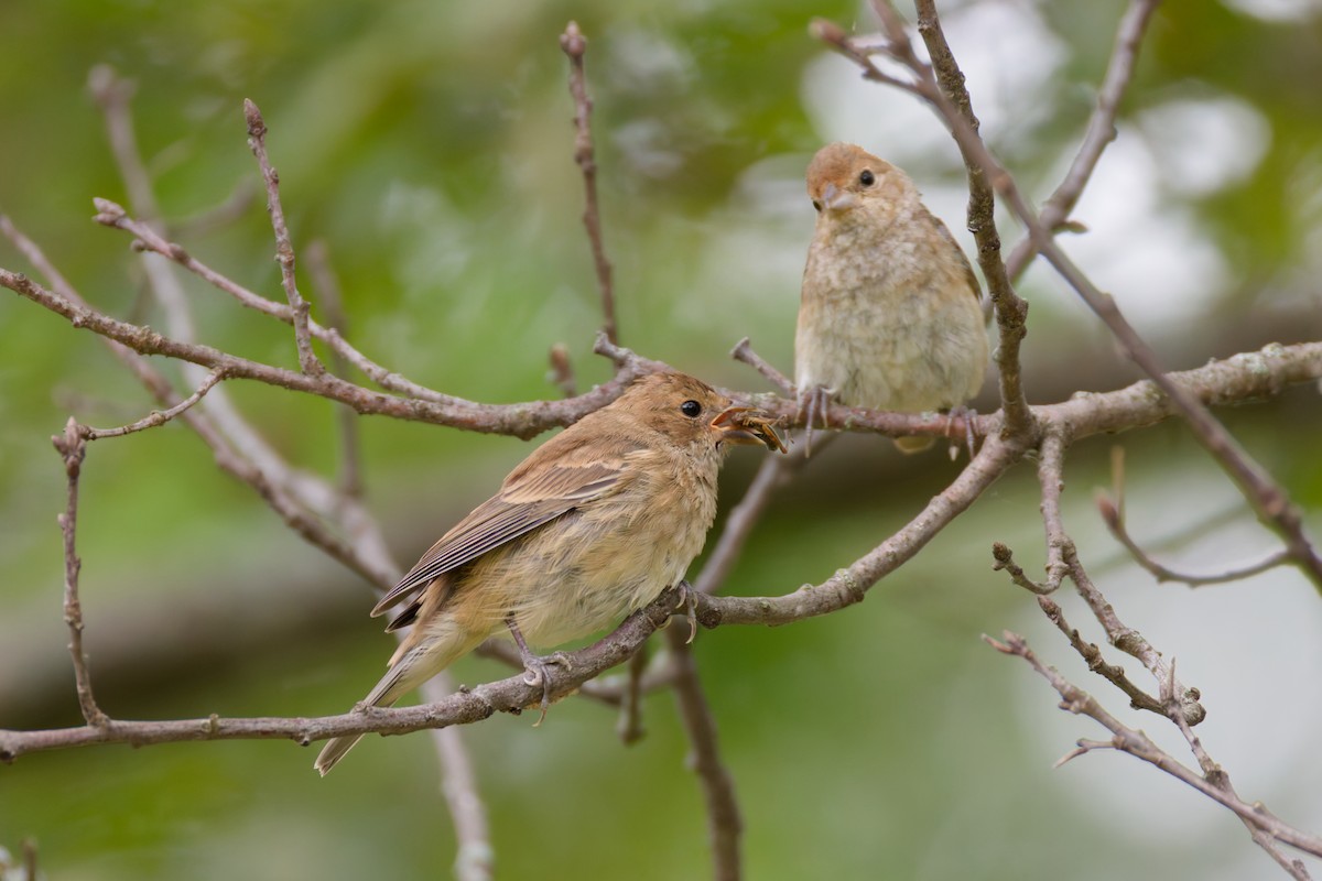 Indigo Bunting - ML645176230
