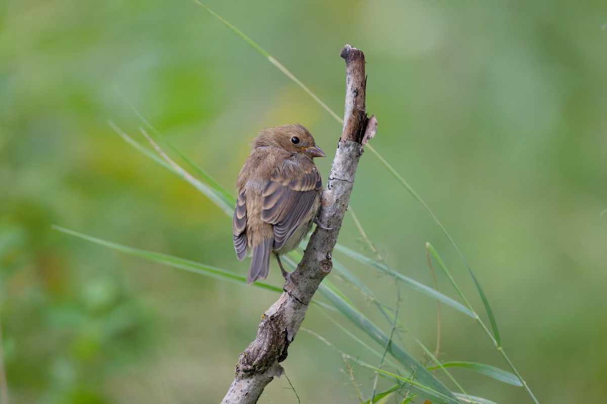 Indigo Bunting - ML645176231