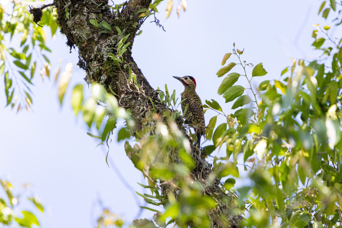 Черноусый дятел - ML645176232