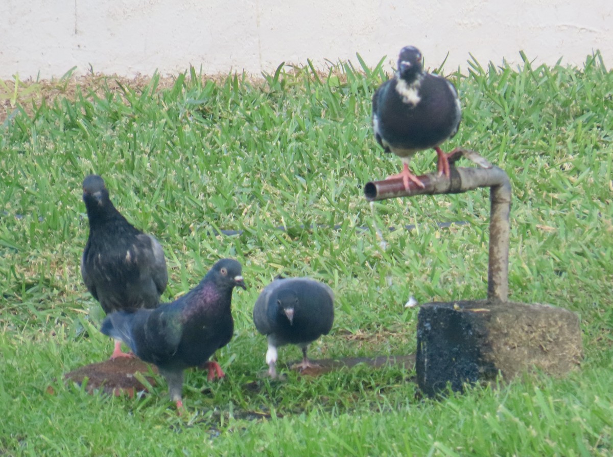 יונת בית - ML645176234