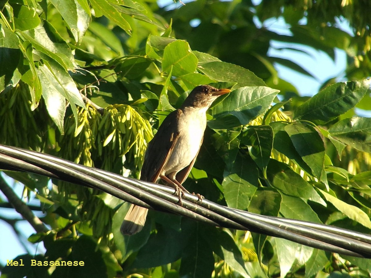 tøyletrost - ML645176237