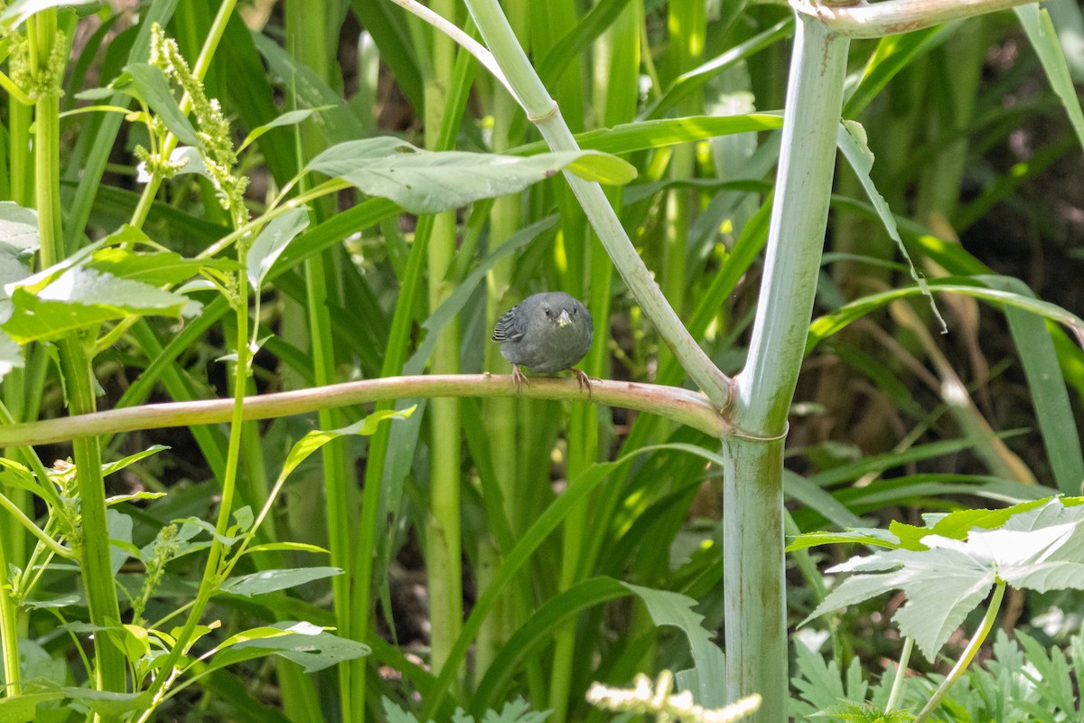 Uniform Finch - ML645176241