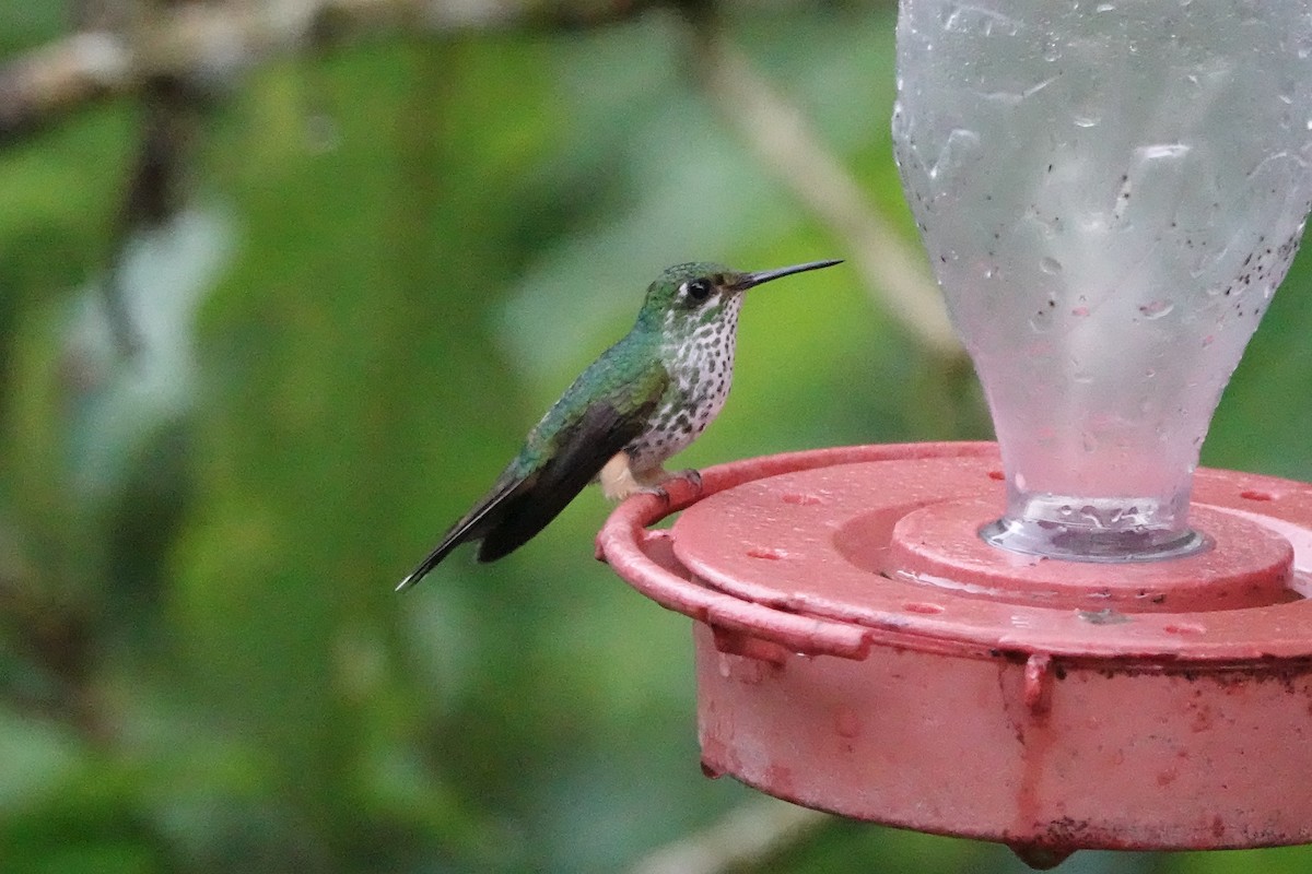 Tropfenkolibri - ML645176256