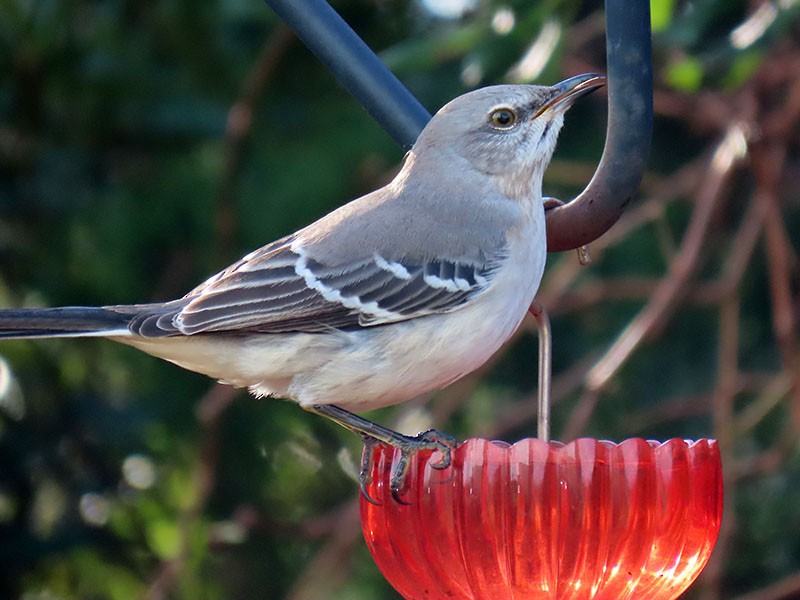 Пересмішник багатоголосий - ML645176273