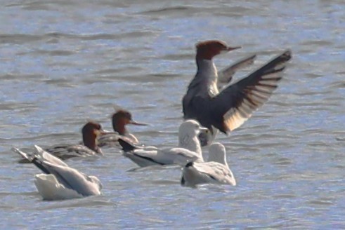 Common Merganser - ML645176274