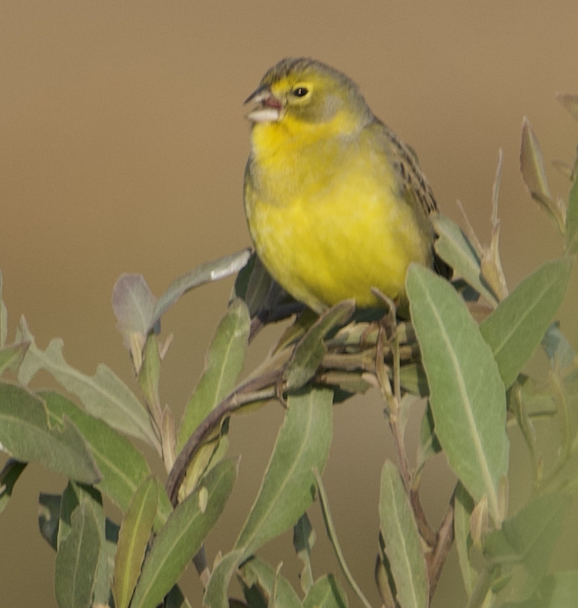 Grassland Yellow-Finch - ML645176289