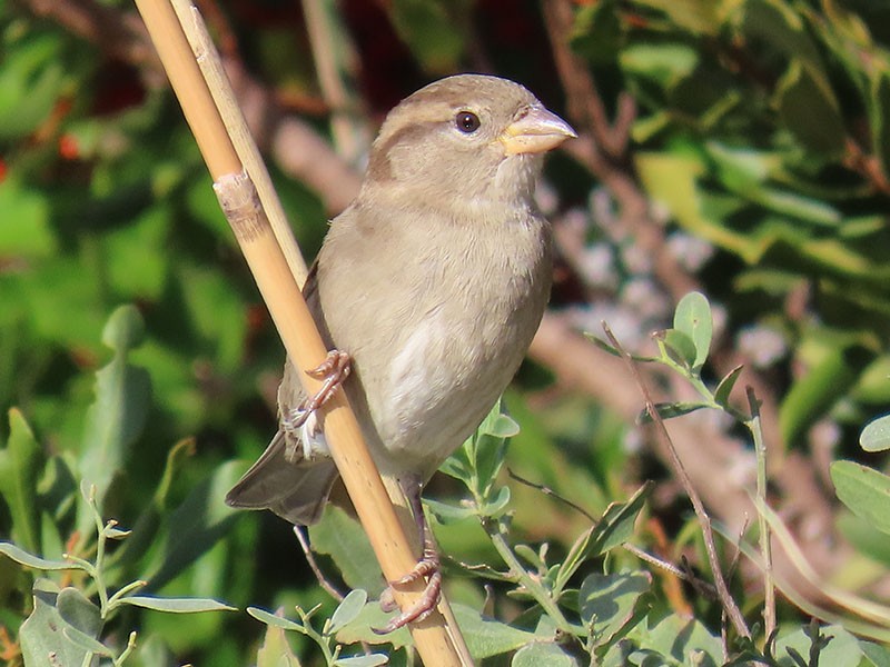 דרור הבית - ML645176301