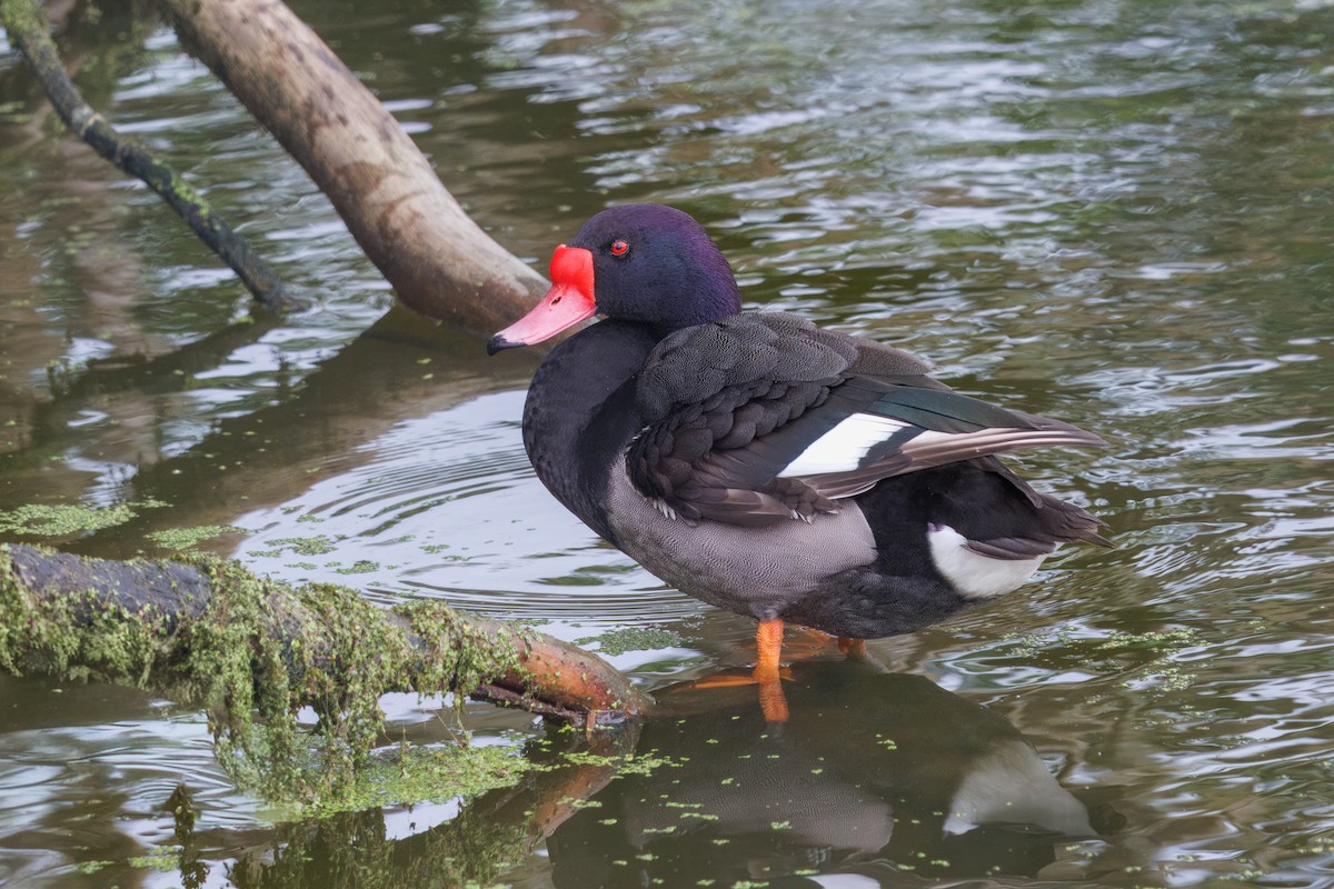 Rosy-billed Pochard - ML645176312