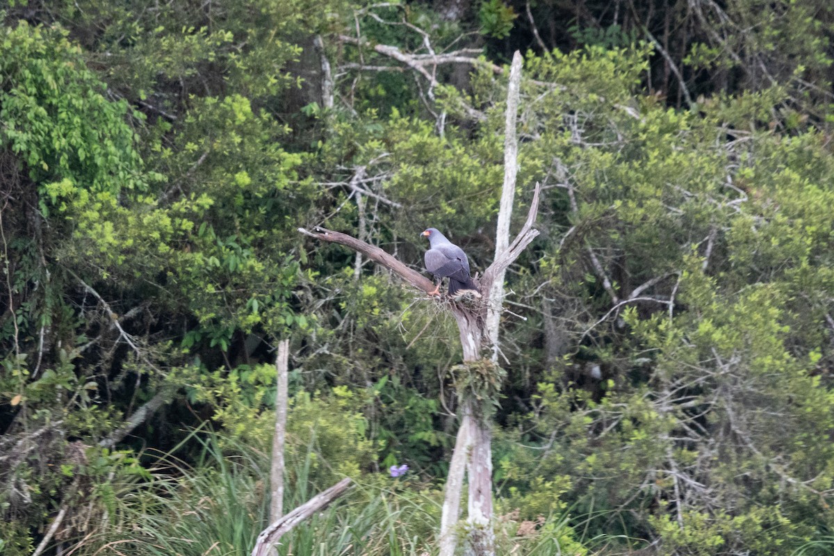 Snail Kite - ML645176321