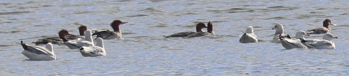 Common Merganser - ML645176326